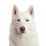 unnamed 3 removebg preview